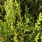 Salicornia europaea Folla