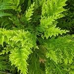 Selaginella pallescens Ліст