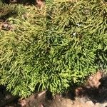 Juniperus chinensis 葉