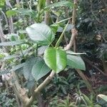 Ficus rubiginosa Levél