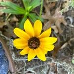 Rudbeckia hirta花