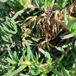 Carpobrotus edulis Leaf