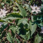 Anemone trifolia Цветок