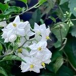 Solanum laxum Other