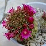 Mammillaria backebergiana Habitus