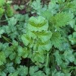 Heracleum sibiricumFuelha