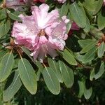 Rhododendron oreodoxa Flower