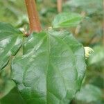 Thunbergia erecta Leaf