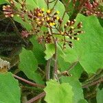 Roldana petasitis Flor