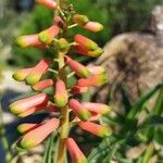Aloe ciliaris Flor