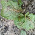 Rumex × acutus Leaf