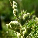 Lupinus micranthus Fruit