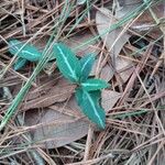 Chimaphila maculata Hoja