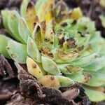 Sempervivum montanum Hoja