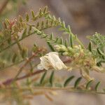 Astragalus johannis-howellii Elinympäristö