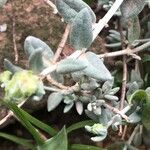 Helianthemum caput-felis Hostoa
