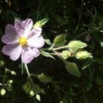 Cistus parviflorus Flor