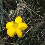Ranunculus gramineus Çiçek