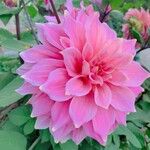 Dahlia × cultorumBloem