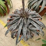 Agave maculata عادت