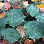 Epimedium pinnatum Leaf