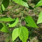 Celtis tenuifolia Leaf