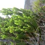 Erica reunionensis Feuille