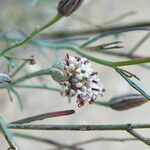 Porophyllum gracile Fruit