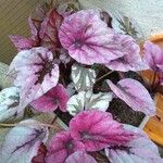 Begonia rex Leaf