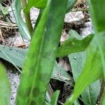 Dactylorhiza maculata Leaf