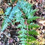 Asplenium aethiopicum Leaf