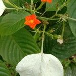 Mussaenda frondosa Květ