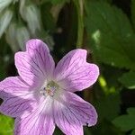 Geranium × oxonianum Flower