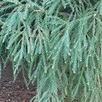 Cryptomeria japonica ᱥᱟᱠᱟᱢ