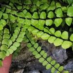 Asplenium trichomanesLevél