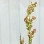 Rumex acetosaBlomst