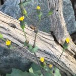 Senecio mohavensis Flor