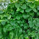 Smilax rotundifolia Leaf