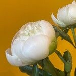 Paeonia lactiflora Λουλούδι