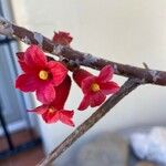 Brachychiton bidwillii Lapas