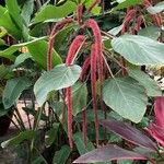 Acalypha hispidaKwiat