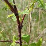 Rubus occidentalis Кара