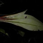 Peperomia pernambucensis 葉