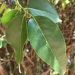 Olax dissitiflora Leaf