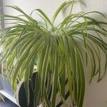 Chlorophytum capenseBlüte