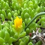 Delosperma nubigenum Flower