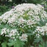 Imperatoria ostruthium Fula