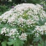 Peucedanum ostruthium Flower