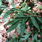 Ruscus hypoglossum Blad