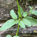 Scrophularia Blad